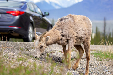 Portrait of a young male Bighorn sheep with little horns grazing on grass and leaves at the highway in the mountains in spring. Passing vehicle on the background.