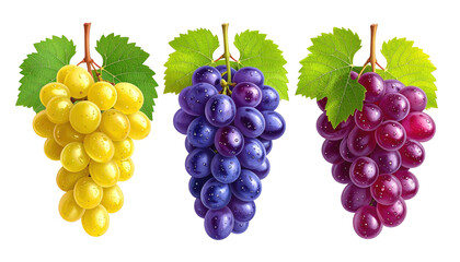 Fototapeta premium Three bunches of ripe grapes, yellow, blue, and red, each with green leaves, isolated against a dark background
