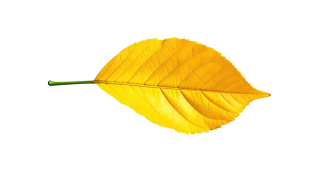 Single vibrant yellow leaf with visible veins is positioned horizontally on stark black background - Powered by Adobe