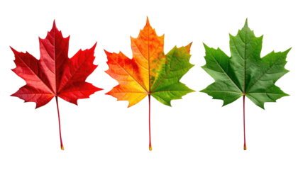 Three maple leaves, red, mixed color and green on black background. Isolated, showcasing fall foliage transition season