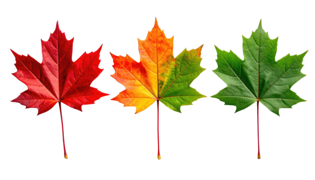 Three maple leaves, red, mixed color and green on black background. Isolated, showcasing fall foliage transition season