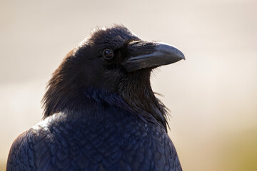 Beautiful portrait of a black adult raven with blue hue on the feathers, profile view, sunny day.