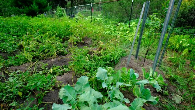 Panning right to left entire vegetable garden with plants like potatoes maturing or drying or dying as tubers ready to be harvested from mounds. Aldo growing beetroots, tomatoes, bell peppers