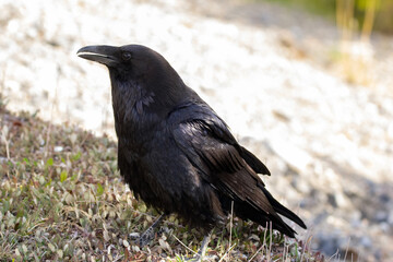 Juvenile raven with black feathers and blue hue is foraging on the ground in grass, looking for food.