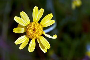 Fototapeta premium Detail of a blooming yellow Omieg flower in an autumn garden