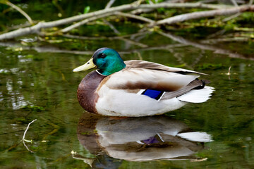 Obraz premium Beautiful colorful male Mallard duck is resting on the water in the pond amidst lush green foliage.