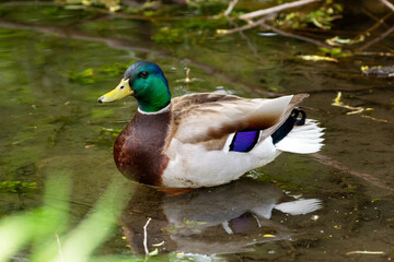 Fototapeta premium Beautiful colorful male Mallard duck is resting on the water in the pond amidst lush green foliage.