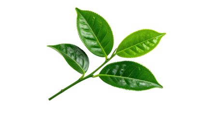 A vibrant green twig with glossy leaves, isolated on a black background, showcasing nature's detail