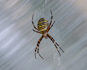 Closeup on a colorful wasp spider, Argiope bruennichi stock
