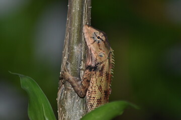 Photograph, Close-up of a small lizard clinging to a tree branch in a home garden (known as Kadal in bahasa)