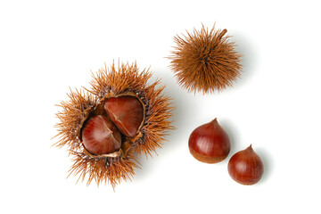 栗入りイガと栗とイガ