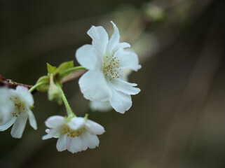 10月に美しく咲いたサクラ「十月桜（ジュウガツザクラ）」