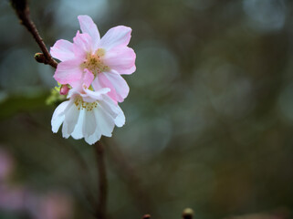 10月に美しく咲いたサクラ「十月桜（ジュウガツザクラ）」