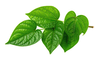 Fototapeta premium Vibrant green heart-shaped leaves branch, isolated on black, displaying intricate vein patterns and glossy texture