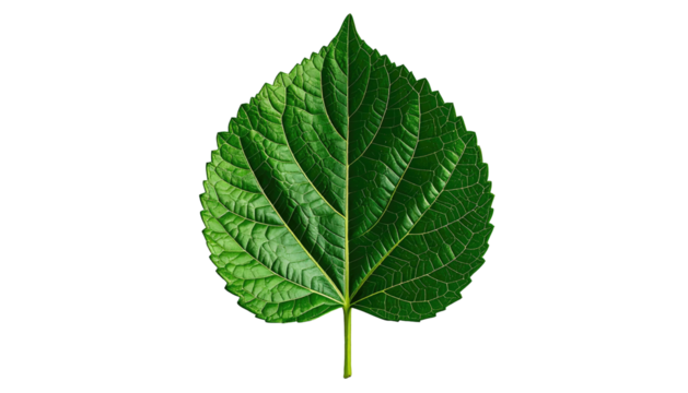 Bright green leaf, heart shaped, central vein and intricate vein structure isolated on a black background