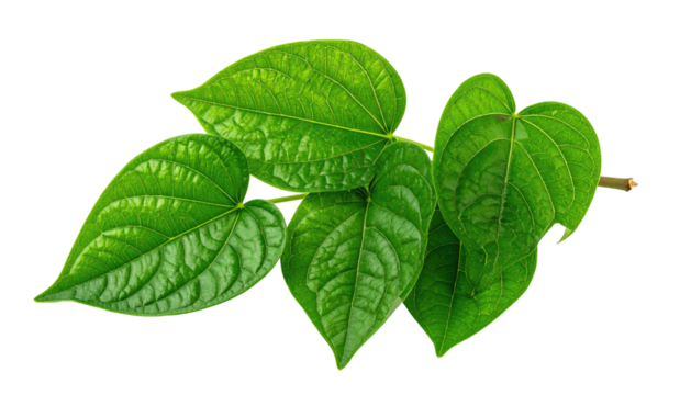 Vibrant green heart-shaped leaves branch, isolated on black, displaying intricate vein patterns and glossy texture