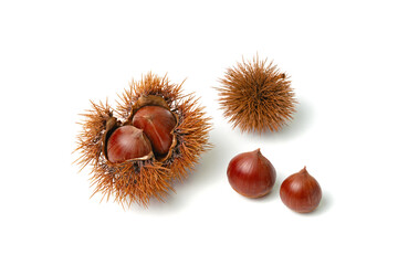 栗入りイガと栗とイガ