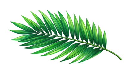 Lush, green frond with finely detailed, slender leaflets, radiating diagonally across a stark black background