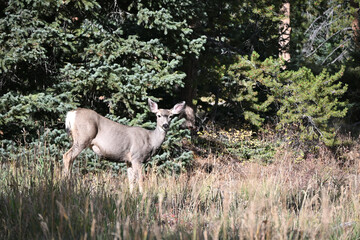 Mule Deer in the Woods