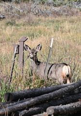 Mule Deer by the Logs