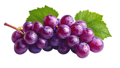Bunch of purple grapes with leaves on black background, glistening with moisture