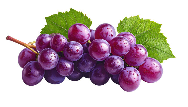Bunch of purple grapes with leaves on black background, glistening with moisture