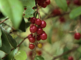 10月に赤く実ったアキグミ
