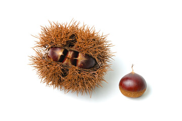 栗入りイガと栗