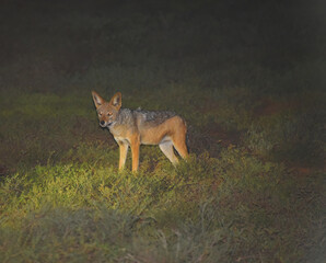 AFRICA-  Close Up of a Black-backed Jackal on Night Safari