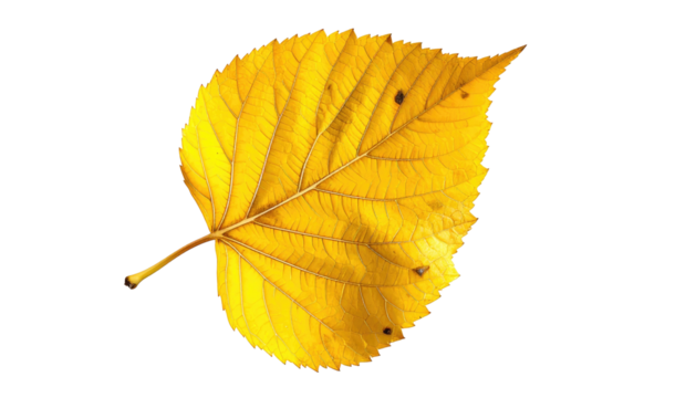 Bright yellow leaf, isolated on black, displaying detailed veins and textured edges, contrasting starkly - Powered by Adobe