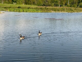 ducks swiminng on the pond 