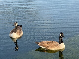 ducks swiminng on the pond 