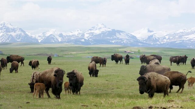HD footage of a herd of American bison grazing peacefully in a wide open prairie on the Blackfeet Reservation, Montana, with the majestic Rocky Mountains rising in the background.
