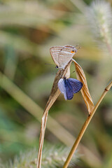 ウラナミシジミとヤマトシジミ
