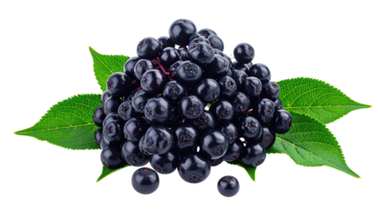 A cluster of dark purple elderberries with vibrant green leaves against a stark black background