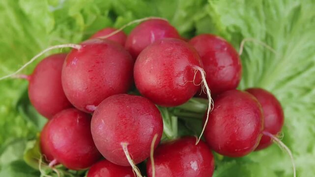 lettuce and radish on a rotating background