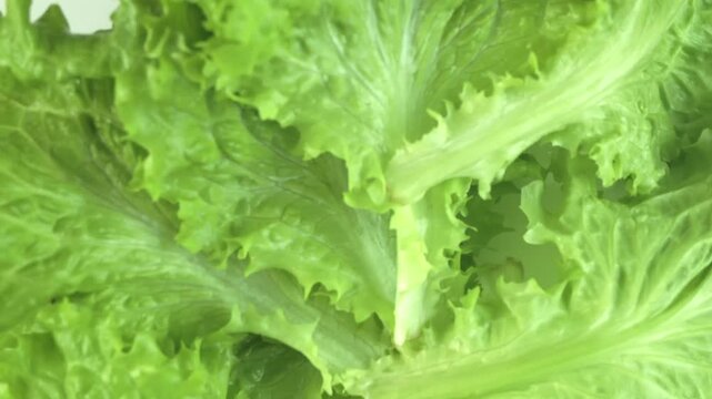 lettuce on a rotating background