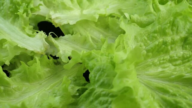 lettuce on a rotating background