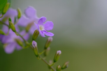 close up of a purple flower