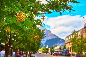 Orange Berries on American Mountain Ash with Town Street and Mountain in Background