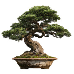 A gnarled, aged bonsai tree with lush green foliage sits in a weathered, ceramic pot