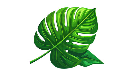 Bright green monstera leaf with glossy texture and distinct venation, contrasted against a black background