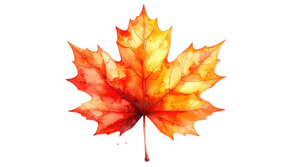Colorful maple leaf watercolor painting; orange, yellow, red hues on a transparent background