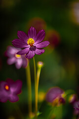 Fototapeta premium Cosmos flowers and art.