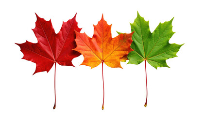 Three maple leaves transition through autumn colors against a stark black backdrop
