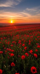 Poppy Field at Sunset - A Vibrant Landscape of Red Flowers.