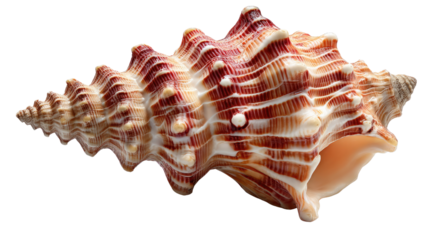 Spiral Shell's Whispers: This intricately patterned spiral shell, a testament to the ocean's artistry, lies gracefully, revealing its delicate textures and warm, inviting tones.