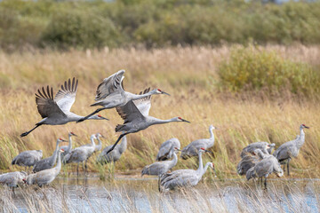 three sandhill cranes taking off among a large group