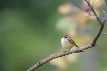 palm warbler perched on a bare branch in fall