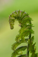unfolding fern that looks like a horse head